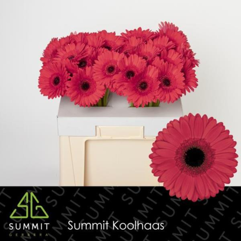 Gerbera Rosie, 50 cm, Pachet (10 buc.)
